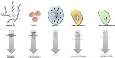 Targeting Cell-Specific Molecular Mechanisms of Innate Immunity in Atherosclerosis